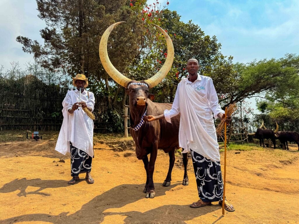 royal cows with their three foot horns