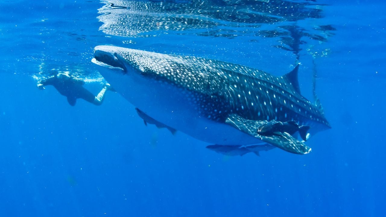 A Whale Shark in mexico