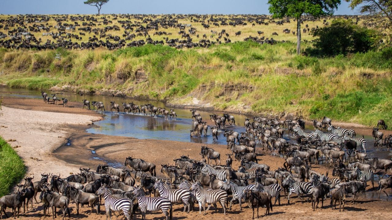 Big group of wildebeests in the savannah crosses a small river. Great Migration. Kenya. Tanzania. Maasai Mara National Park.