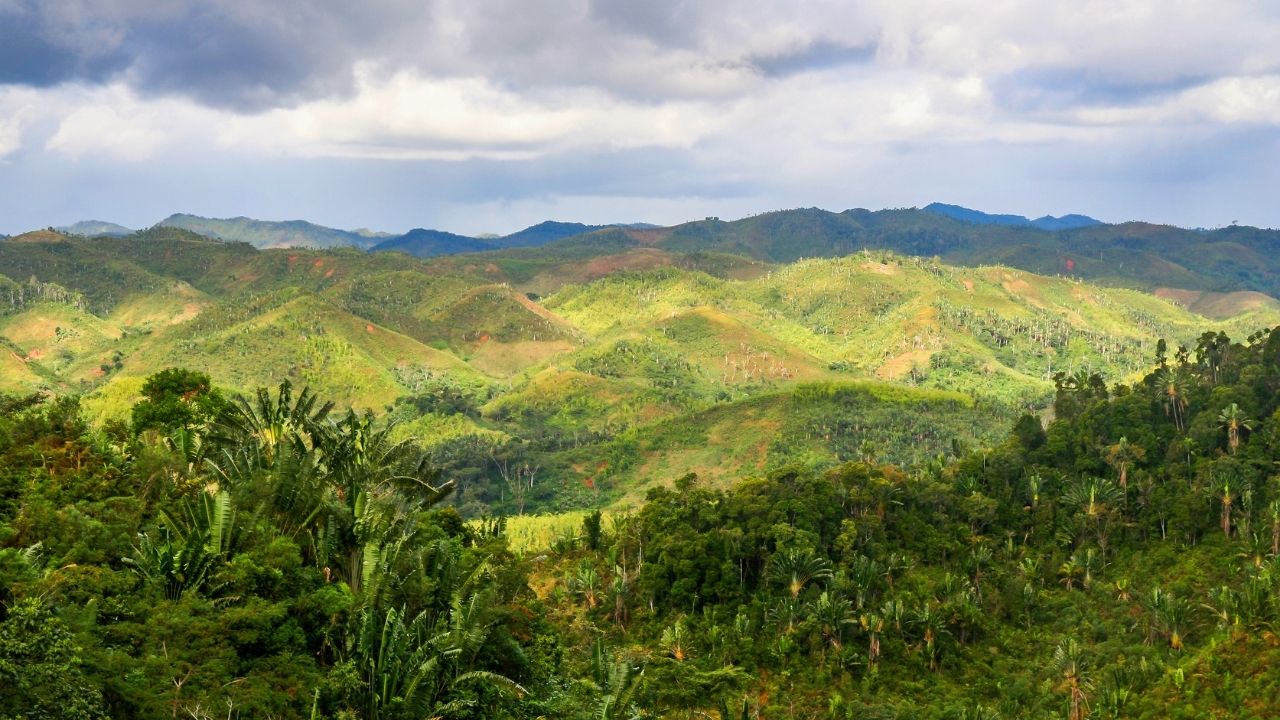 Aerial view of dense rainforest in Madagascar