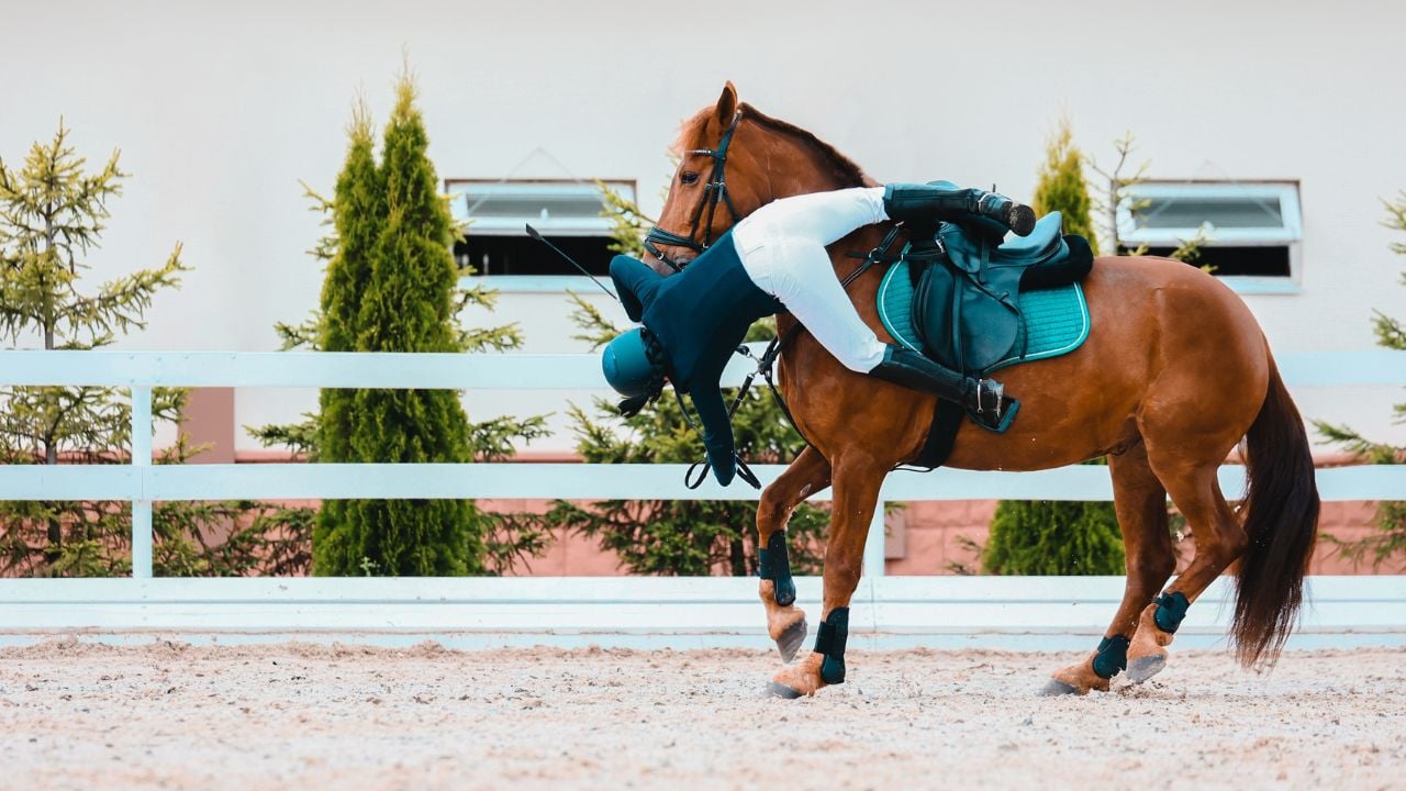 Horses refusal on show jumping. The ability to fall off a horse correctly. Horse toss the head