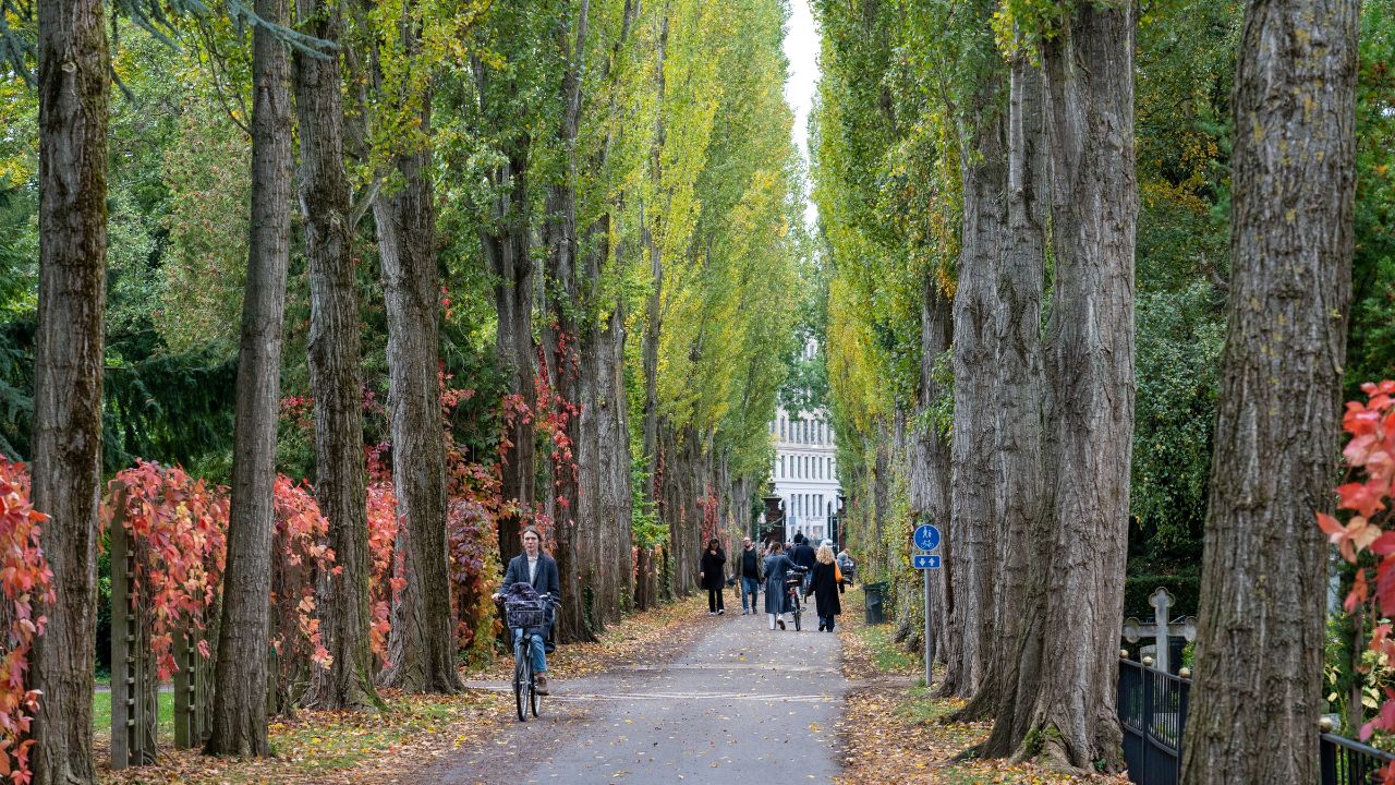 Copenhagen, Denmark - October 18, 2022: A tree alley and people on popular Assistens Cemetery