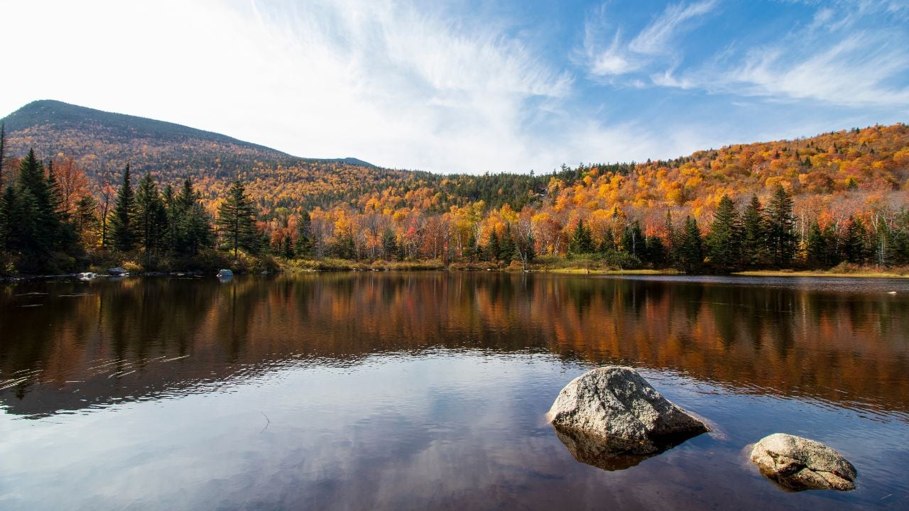 Foliage in the White Mountains of New Hampshire.