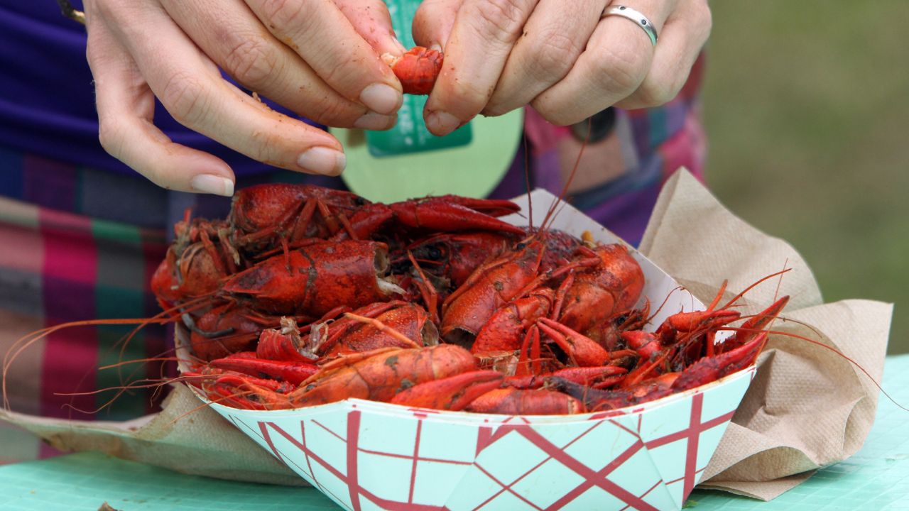 New Orleans, Louisiana - April 26, 2024: A woman eats a basket of boiled crawfish at the 2013 New Orleans Jazz and Heritage Festival.