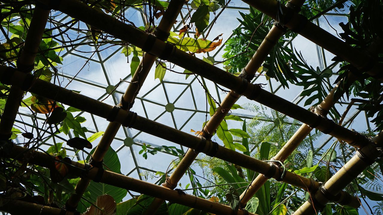 MISSOURI, UNITED STATES- APRIL 12, 2019: Natural landscape of Tropical green rainforest in Climatron geodesic conservatory dome at 'MISSOURI BOTANICAL GARDEN' Saint Louis town, MO