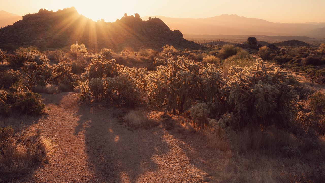 Sunrise in the Sonoran Desert
