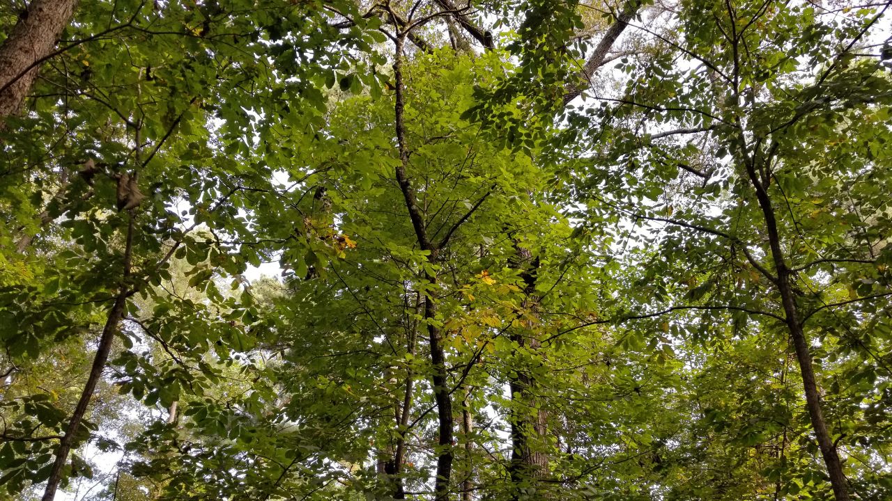 many green treetops in Atlanta
