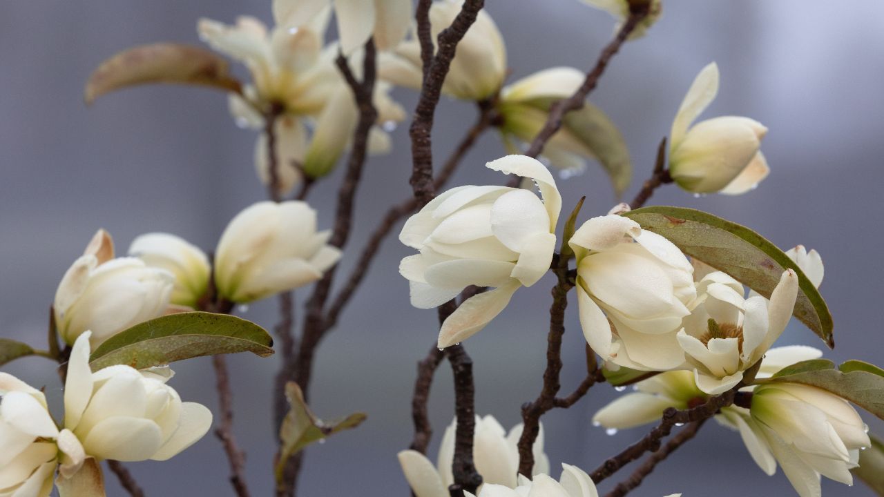Magnolia flowers blooming on branches in foggy weather with soft moody aesthetic, create a serene and beautiful natural scene background