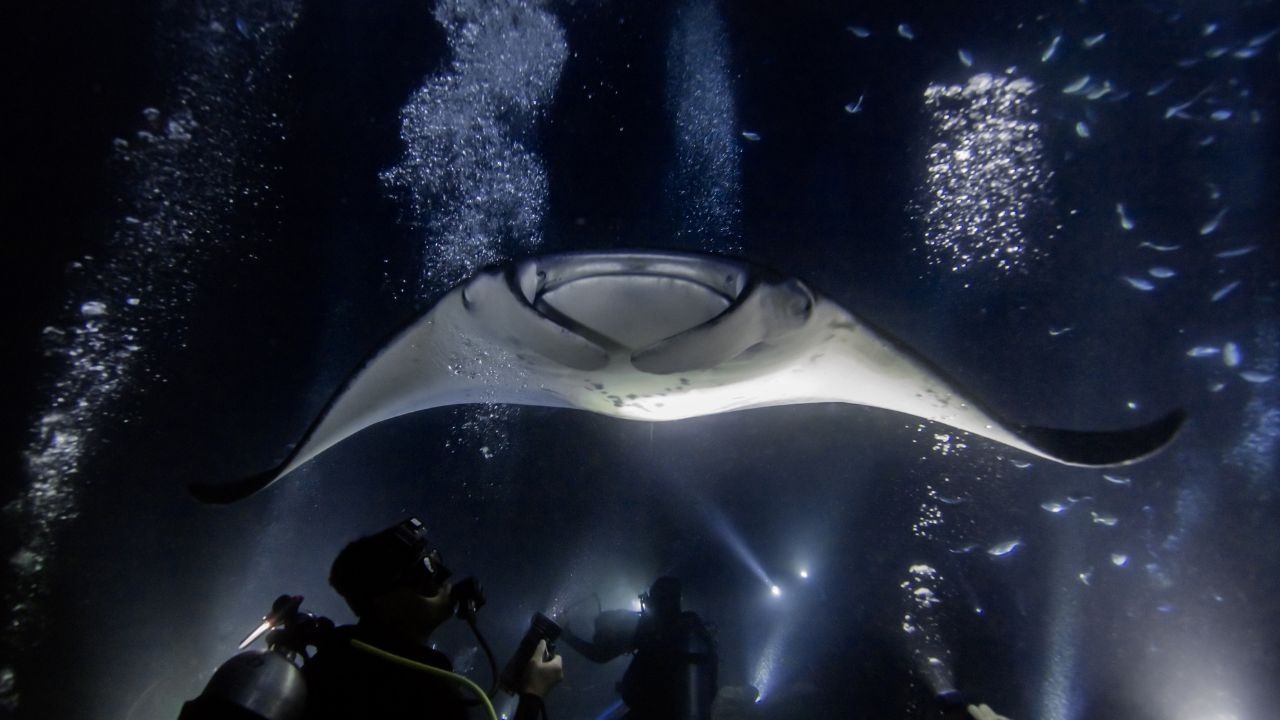 Manta Ray gliding overhead in Kona, Hawaii