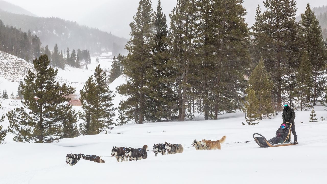 Dogsledding across a snowy mountain meadow on a beautiful Colorado winter day