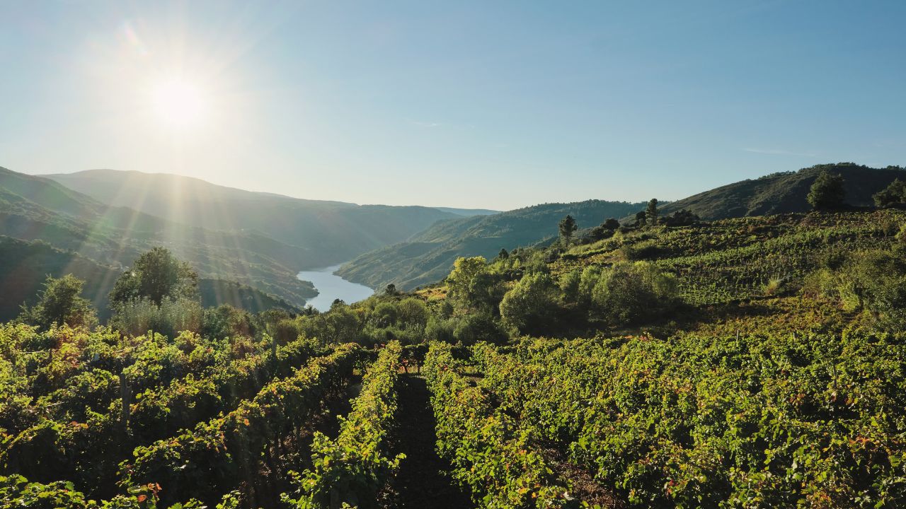 Vineyards in Ribeira Sacra and Sil river canyon in the background, Galicia, Spain