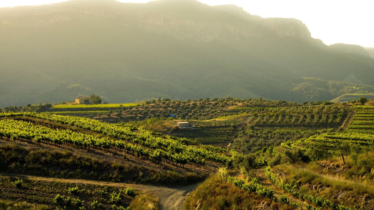 A landscape view of vineyards in the Priorat region in Tarragona, Spain