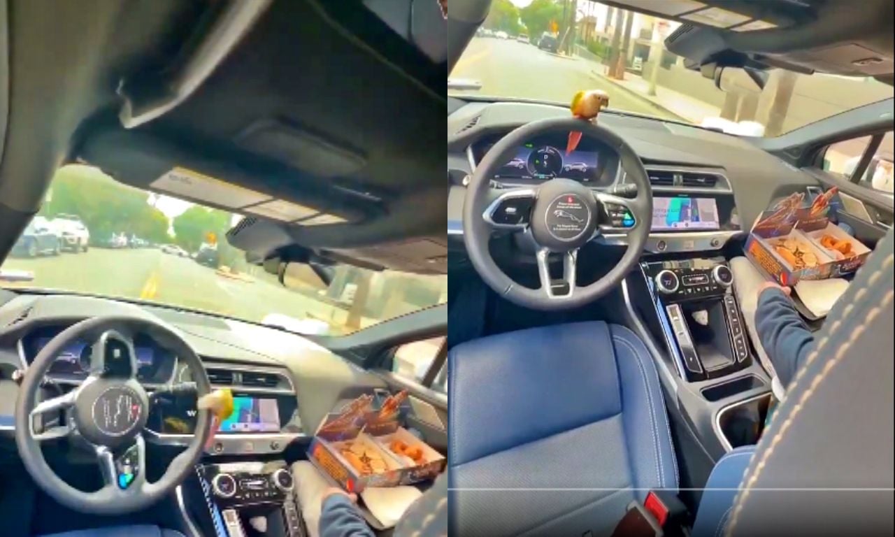 A Waymo passenger filmed a small red and yellow parrot take over the wheel