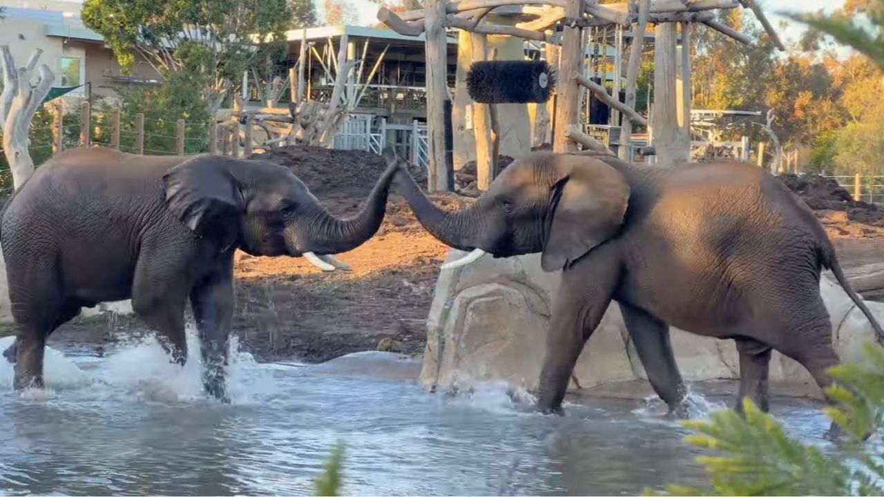 San Diego Zoo Elephants