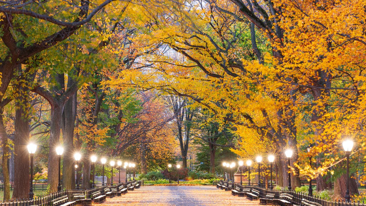 New York, New York, USA in Central Park at The Mall in New York City during autumn.