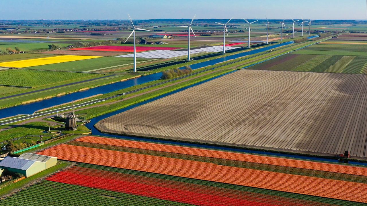 Aerial view from drone on purple tulip fields on sunny day in surroundings flower garden Keukenhof Lisse Netherlands. Happy Kings Day