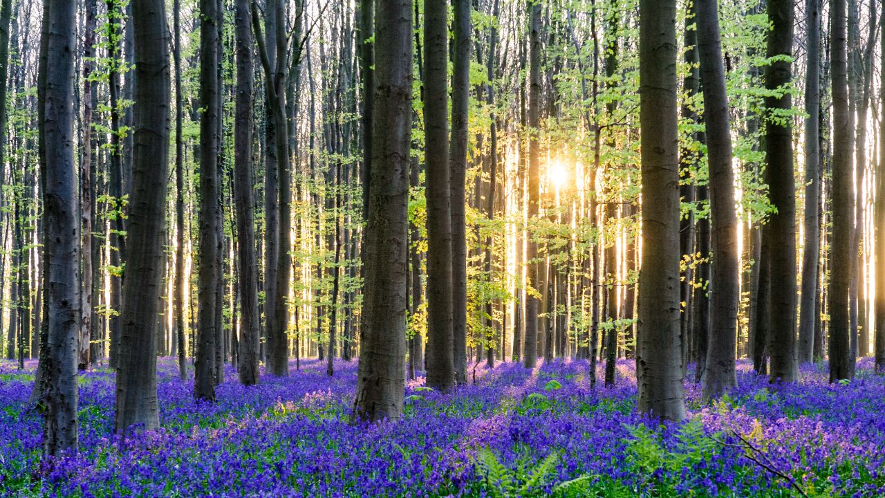 The rising sun illumingating a flowerbed of bluebells in the Hallerbos, on an early spring morning.