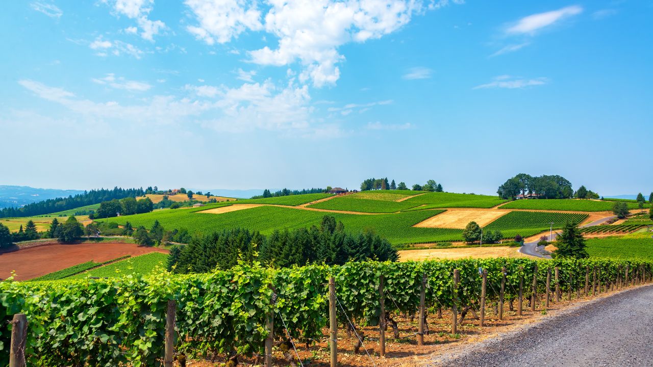 Hills covered in vineyards in the Dundee Hills in Oregon wine country
