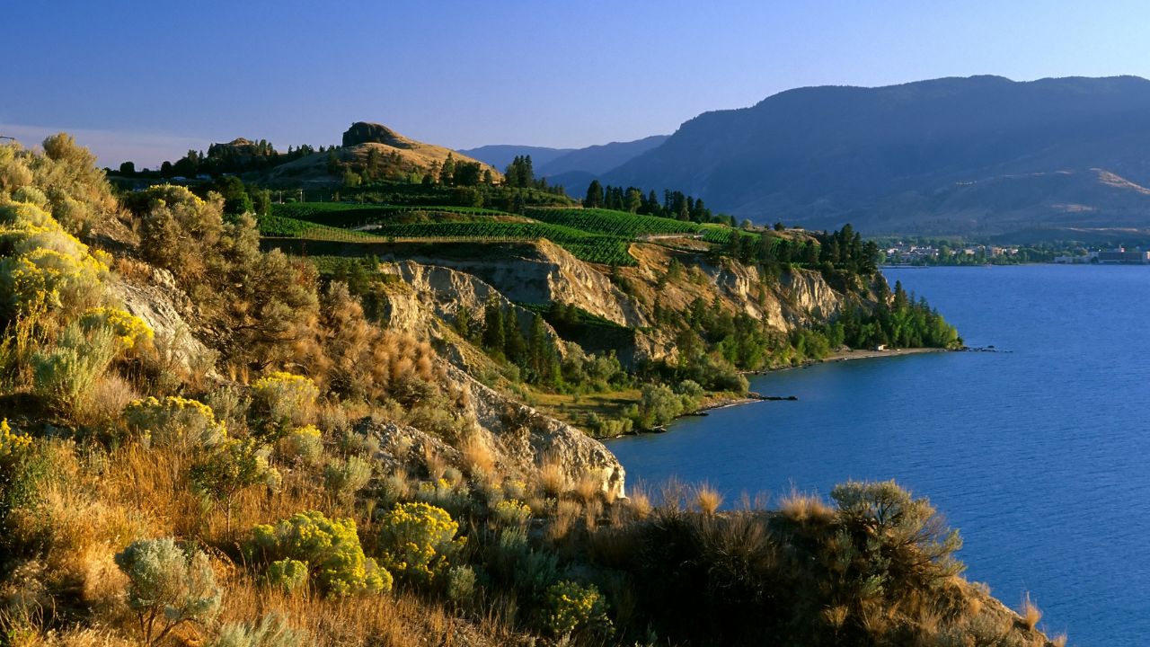 Landscape scenic view of a winery vineyard located in the Okanagan Valley on the Naramata Bench in Penticton, British Columbia, Canada.