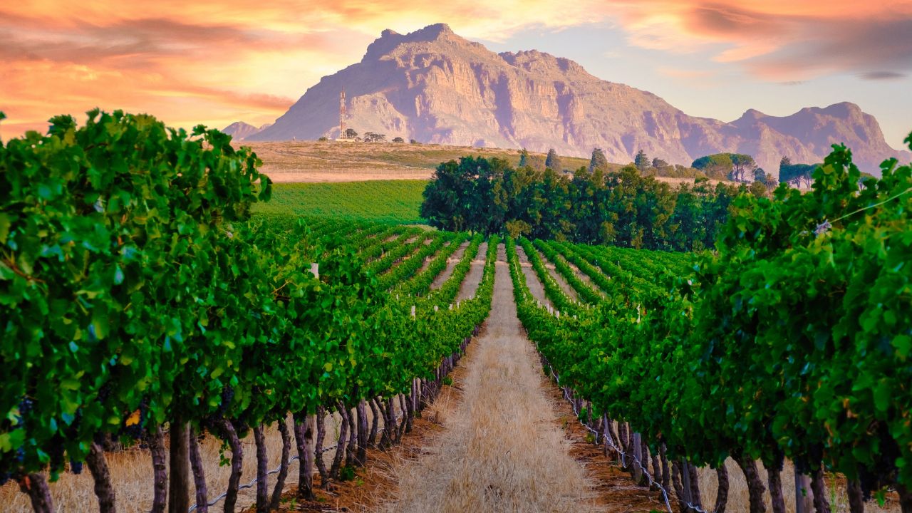 Vineyard landscape at sunset with mountains in Stellenbosch near Cape Town South Africa. wine grapes on the vine in the vineyard Western Cape South Africa Stellenbosch mountains