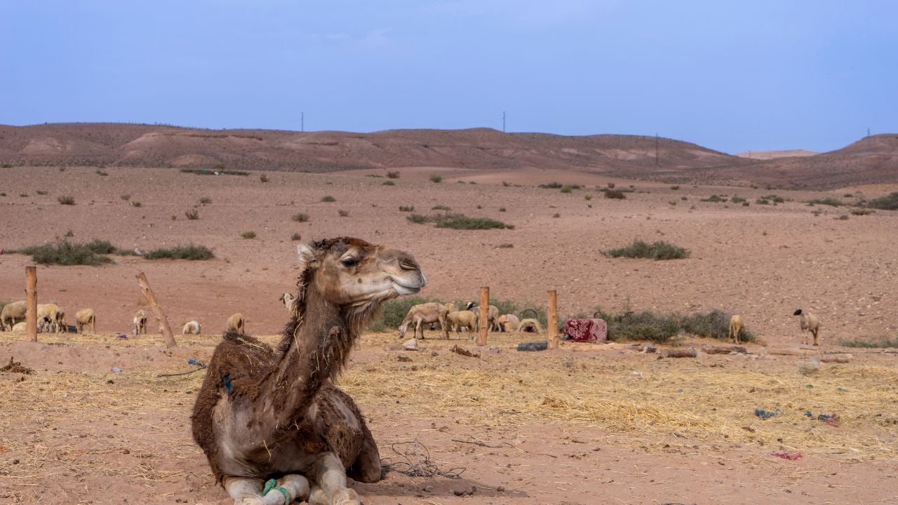 Camel in the Agafay desert in Morocco