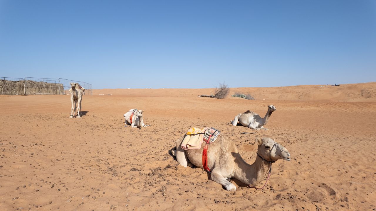 Camel at Wahiba Sand Desert (Sharqiyah Sands), golden and reddish dunes in Oman
