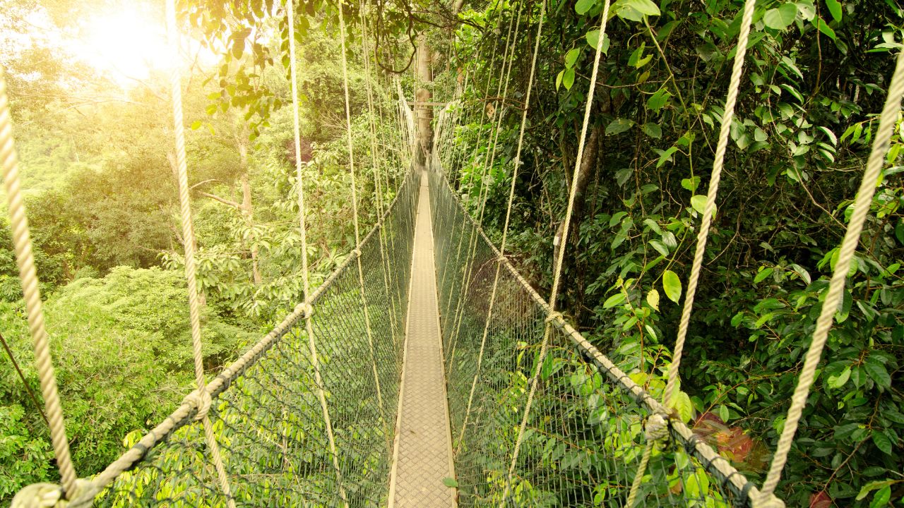canopy bridge in taman negara, malaysia