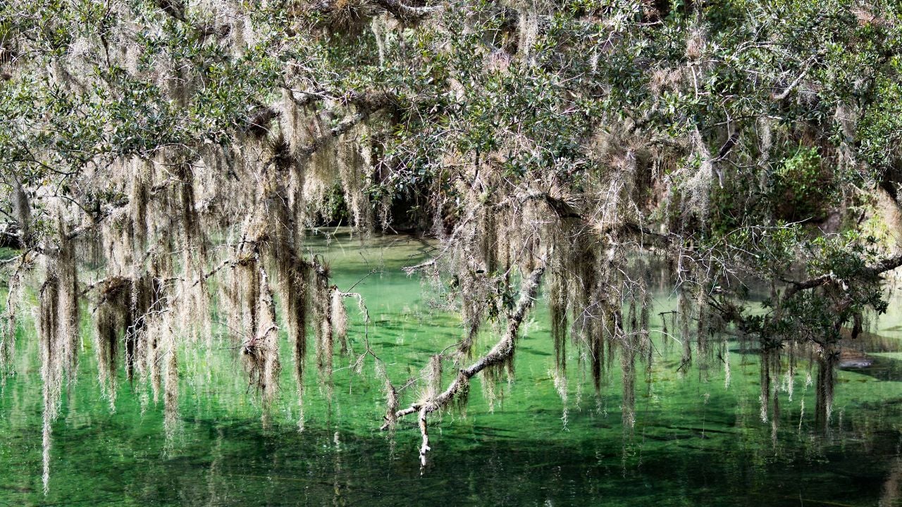 Blue Spring State Park is a state park located west of Orange City, Florida in the United States and serves as the winter home of many Florida manatees.