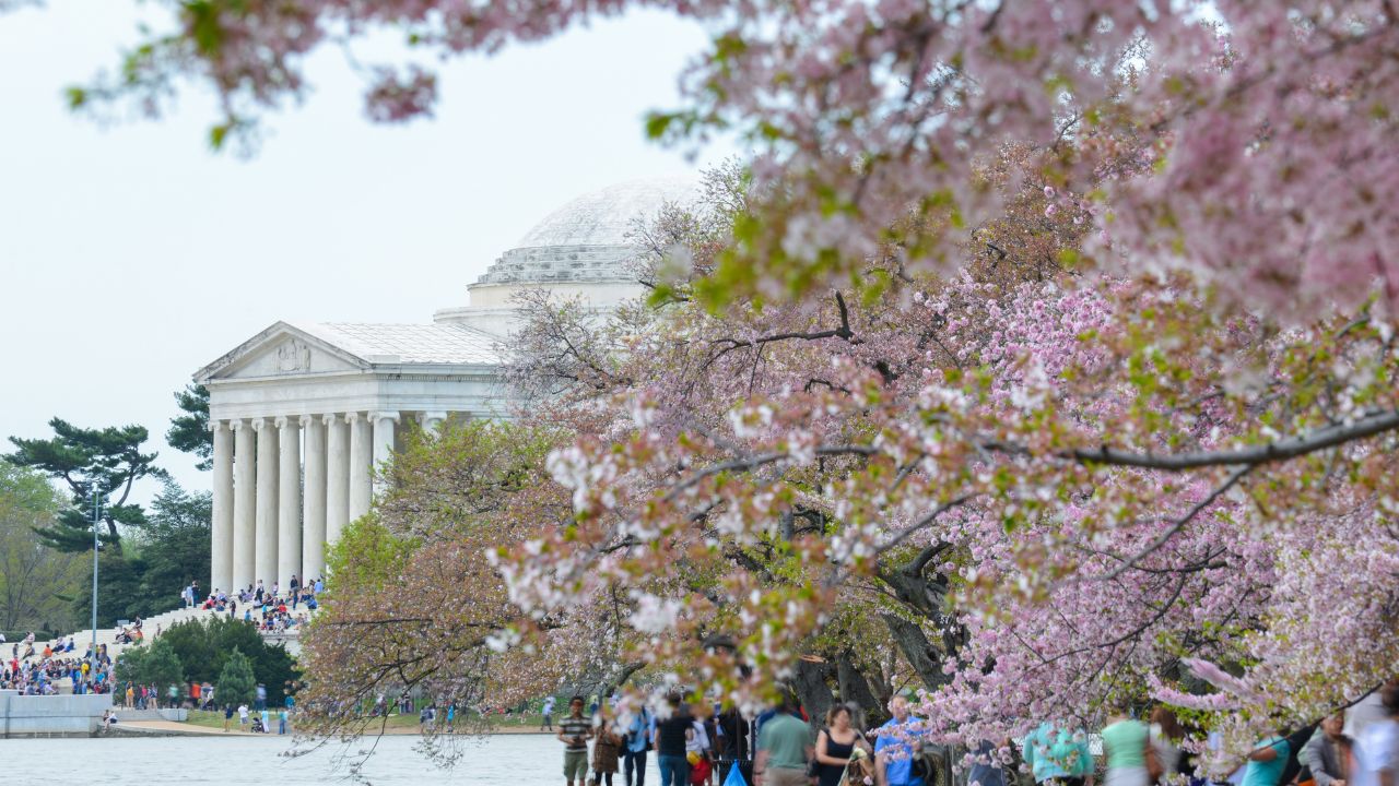Jefferson Memorial during Cherry Blossom Festival in spring - Washington DC -United States