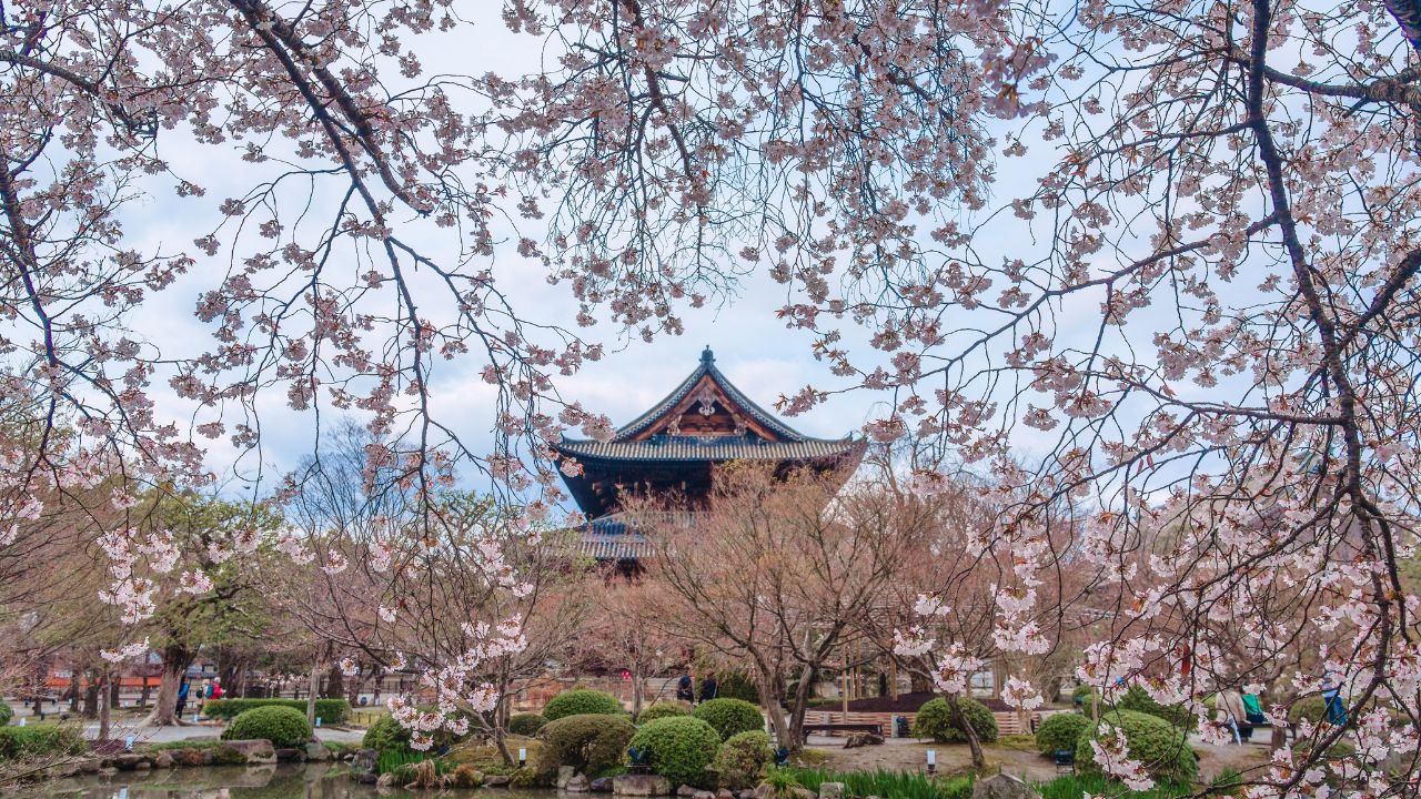 Scenic view of wooden pagoda of Toji temple with cherry blossom or sakura covered during spring in Kyoto, Japan