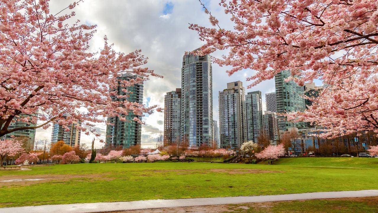 Cherry Blossom in Downtown Vancouver, British Columbia, Canada. Cloudy Rainy Day in the City.