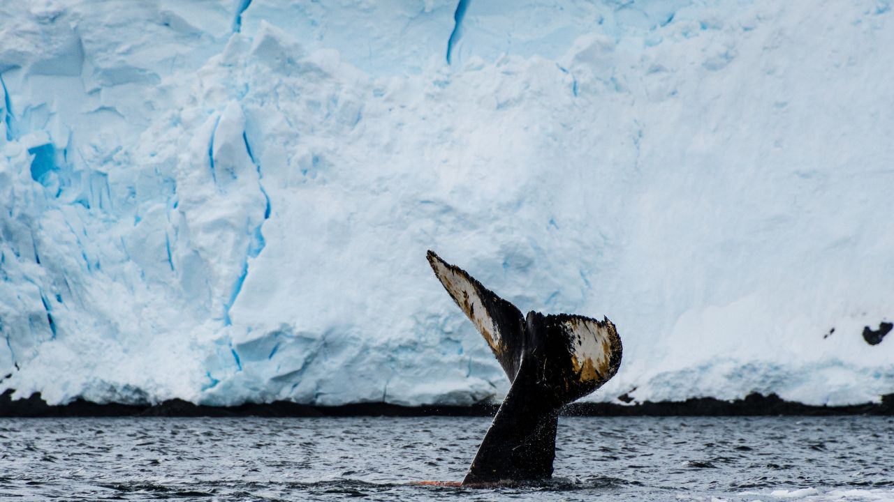 Close-up of the tail of a diving humpback whale -Megaptera novaeangliae. Image taken in the Graham passage, near Charlotte Bay, Antarctic Peninsula.