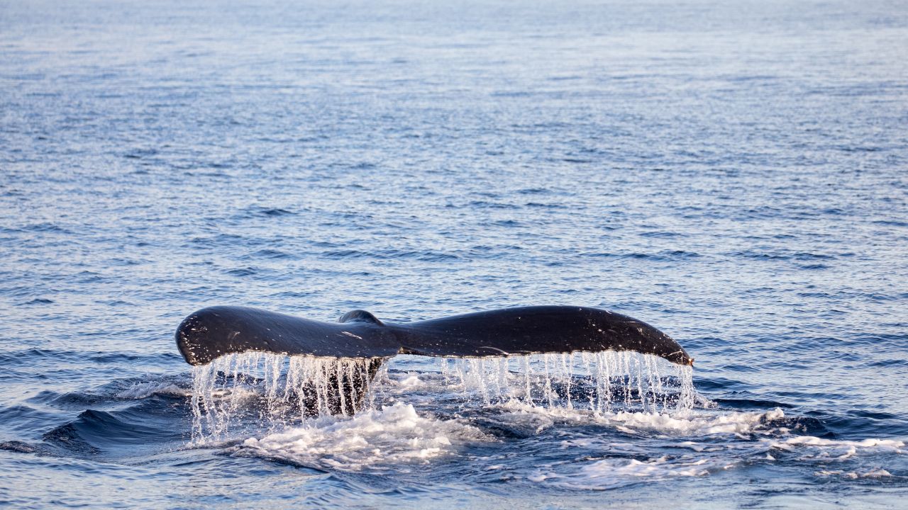 Whale tail in Lahaina