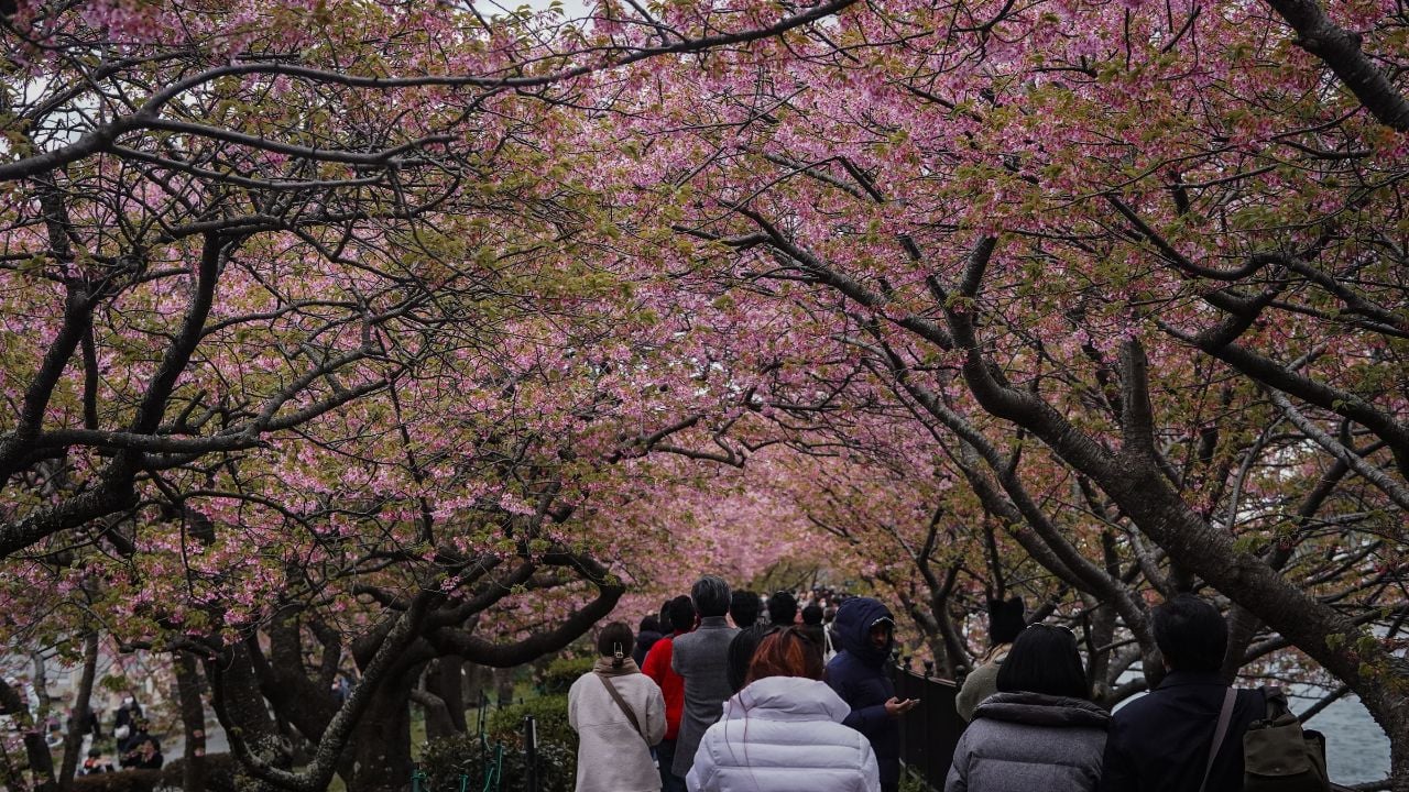 Kawazu, Japan - 03242024 People walking beneath Kawazu cherry blossoms during spring in Kawazu, Shizuoka, Japan.