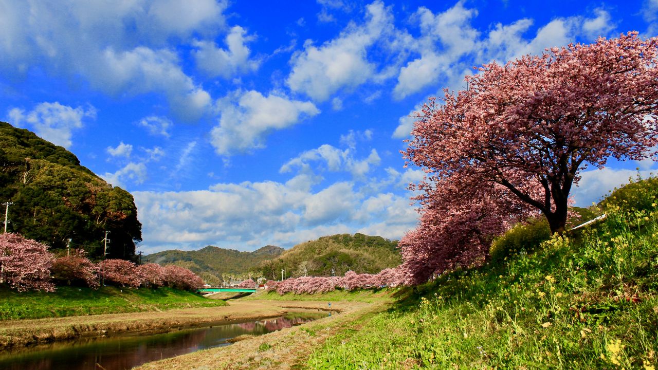 Cherry blossom trees in Izu