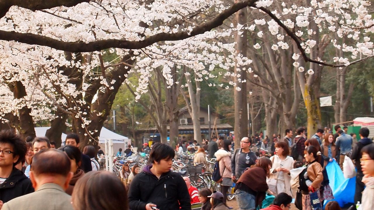 TOKYO - MARCH 24: Cherry blossoms in full bloom on March 24, 2013 at Inokashira Park in Tokyo, Japan. Inokashira Park is the most famous place to see cherry blossoms in Tokyo.