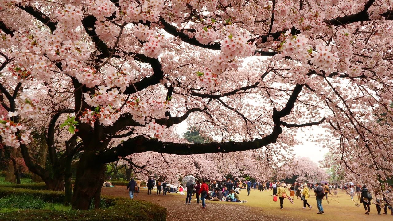 Shinjuku, Tokyo, Japan - April 8, 2017: Cherry Blossoms in full bloom at Shinjuku Gyoen National Garden.