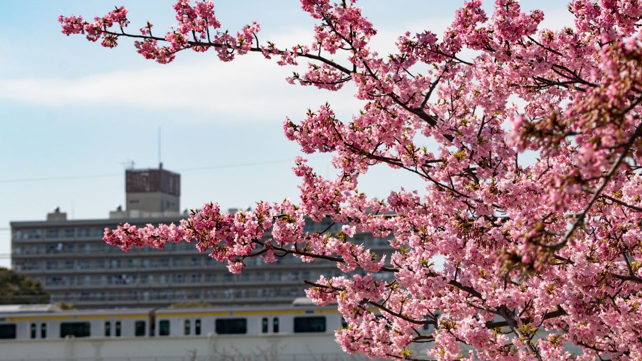 Kawazu cherry blossoms of old Nakagawa river Hirai, Edogawa city, Tokyo, Japan