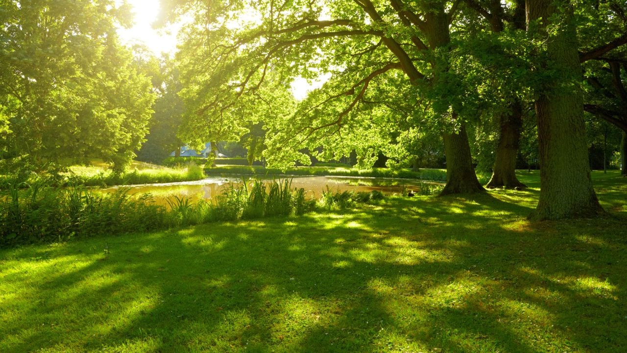 Summer park in Hamburg, Germany