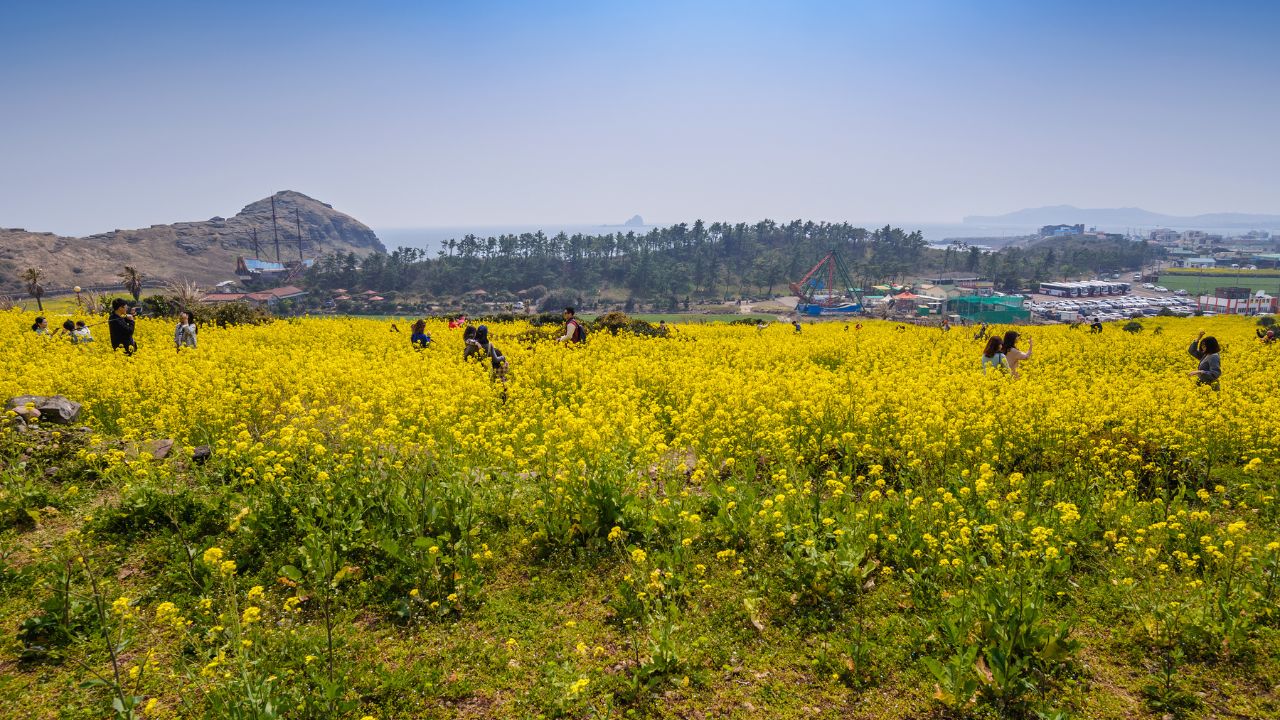 JEJU ISLAND, KOREA: MARCH 28,2016: People in canola field at Jeju do, Jeju, South Korea