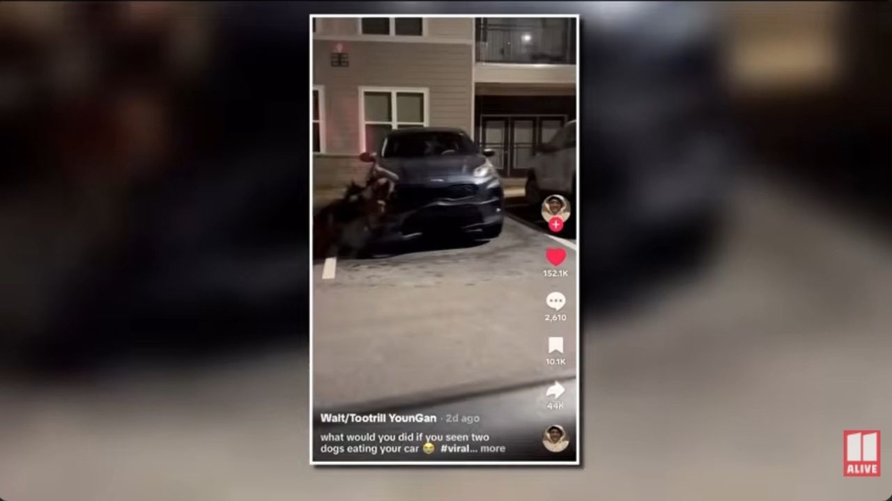 Kia Sportage attacked by pack of dogs.