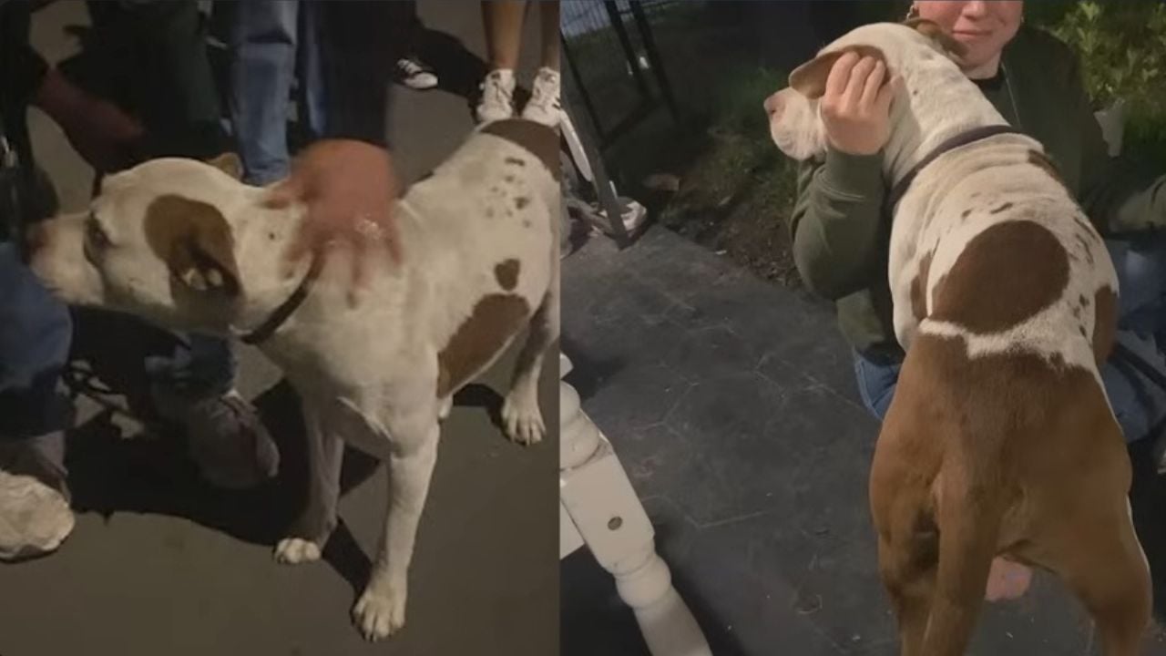 Dog runs after police cruiser that took away its owner.