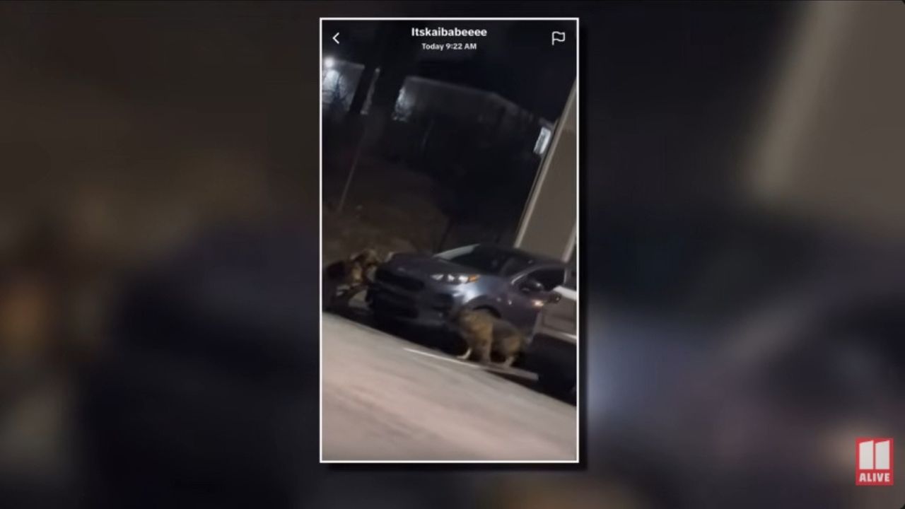 Kia Sportage attacked by pack of dogs.