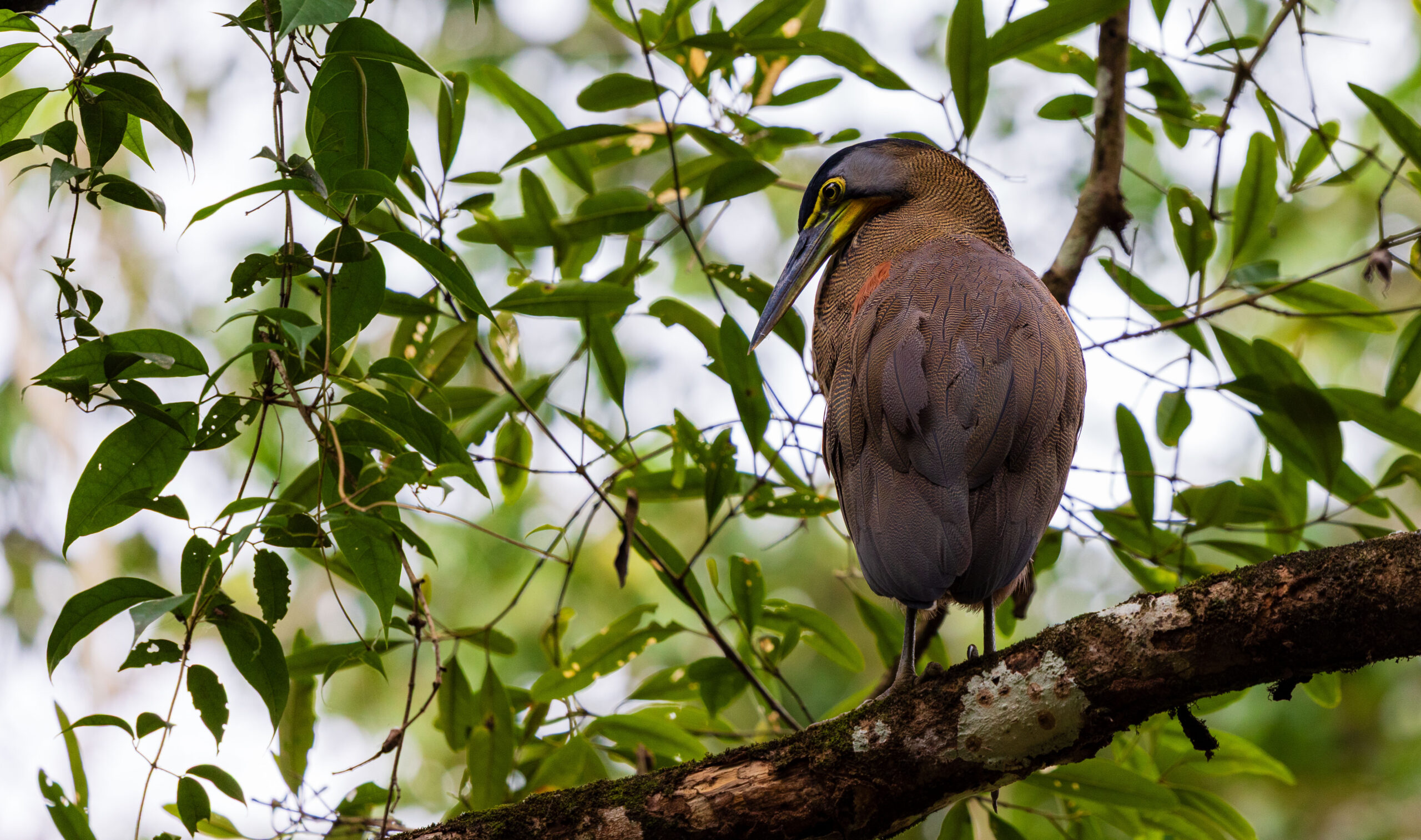 A bird stands on a branch in Costa Rica.
