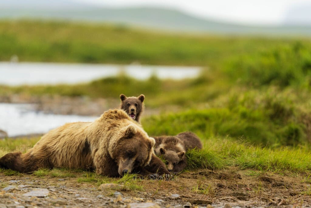 a family of bears lay on the ground in alaska