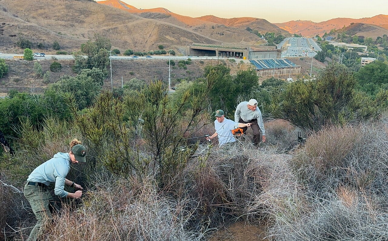 Processing of P-129 by the Wildlife team near the Wallis Annenberg Wildlife Crossing.
