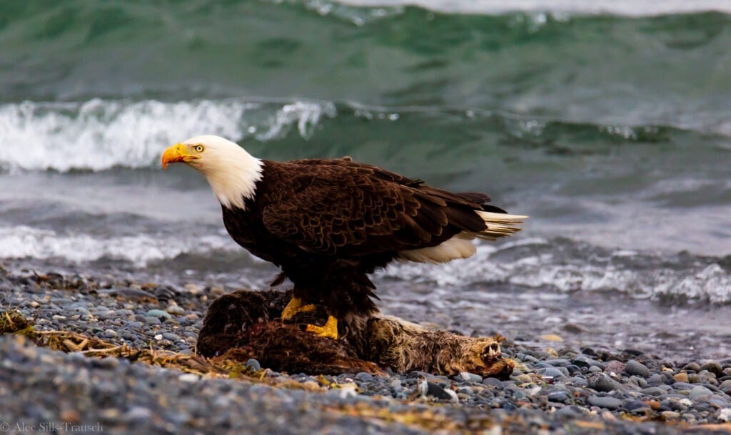 A bald eagle stands on a dead otter that washed up onto shore.
