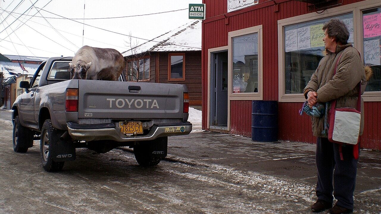 Reindeer in the bed of a pickup truck, Nome Alaska, outside the Nome Liquor Store and Grocery.