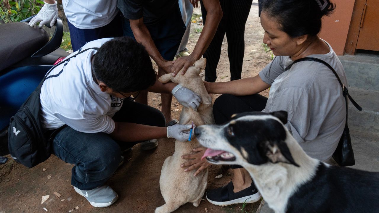 Guwahati, India. 28 September 2023. A volunteers administered Anti-Rabies Vaccine (ARV) to street dogs during a free anti rabies vaccination drive, on the occasion of World Rabies Day.