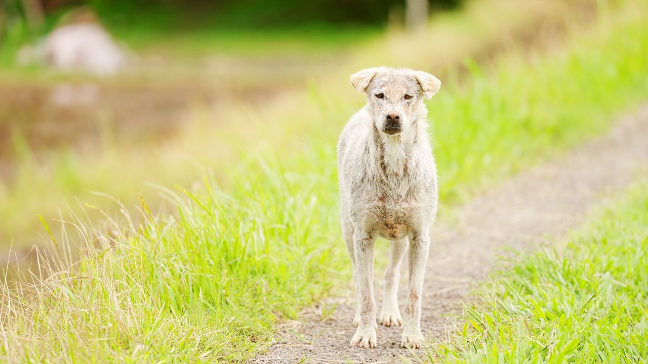 Balinese stray dog on bali island, indonesia